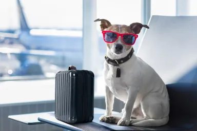 Jack Russell Terrier with red sunglasses is sitting in an airport with a dog-sized piece of black luggage next to him. You can see an airplane out the window behind him.