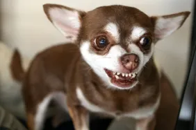 Chihuahua dog showing aggression and preparing to bite.