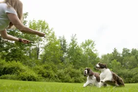 woman practicing recall command with two Cocker Spaniel dogs