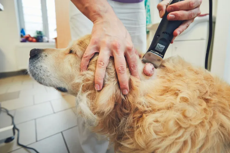Golden Retriever dog with cancer getting fur shaved