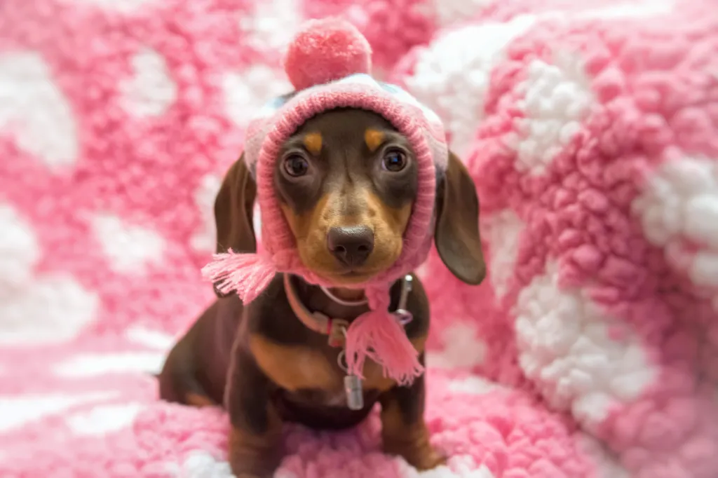 A smooth haired miniature Dachshund Puppy wearing a bobble hat