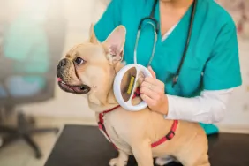 French Bulldog getting scanned by veterinarian for dog microchip