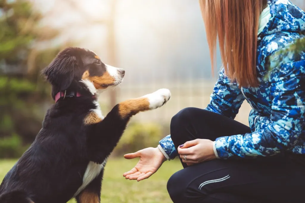 Woman teaching dog tricks