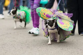 High fashion couture wearing dogs walk in dog parade