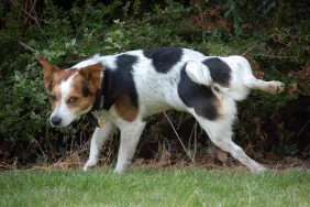 housetrained Jack Russell terrier dog peeing on bush in yard