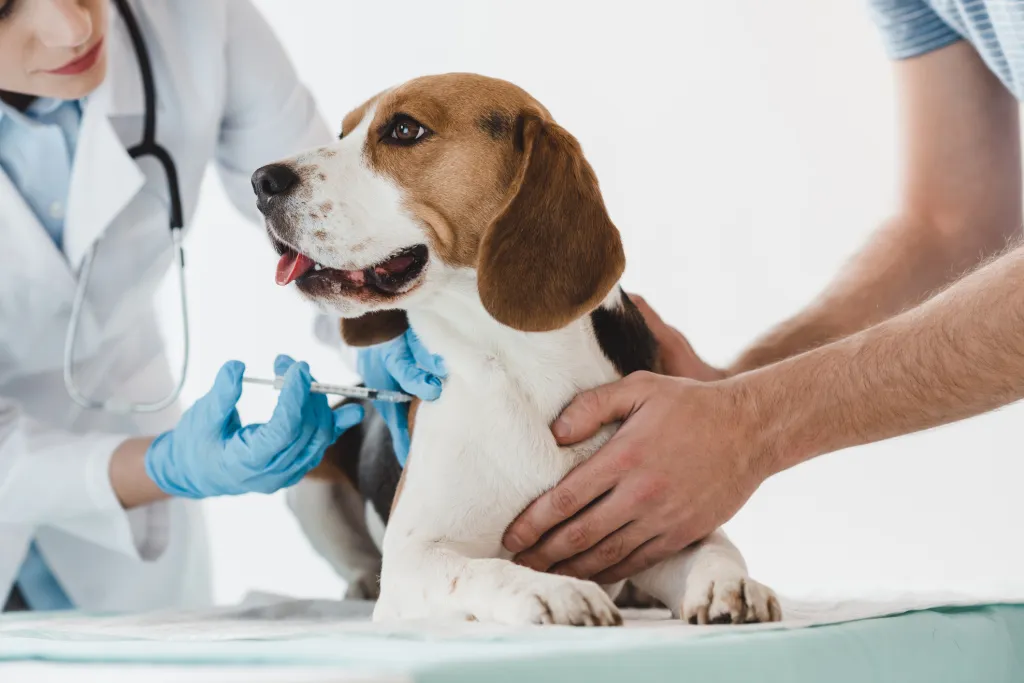 Beagle dog getting vaccinations