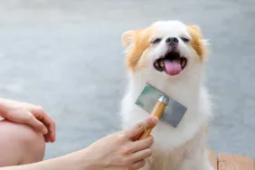 woman brushing dog
