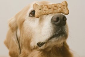 Golden Retriever with a dog treat on nose