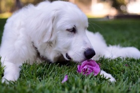 Great Pyrenees sniffing a purple rose