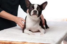 3 year old Boston terrier is lying down on a massage table while receiving a therapeutic massage.