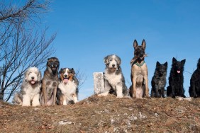 Eight purebred dogs sitting together on top of the hill. They are healthy and obedient with no conflict to each other. Breeds are Bearded Collies, Belgian Shepherds - Malinois, Australian Shepherd, Croatian Sheepdogs. It is beautiful sunny day with nice blue sky.